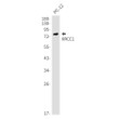 XRCC1 antibody western blot PC-12 cells STJA0035407