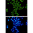 YB1 antibody immunocytochemistry HeLa cells STJA0035408