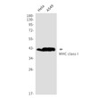 MHC Class I antibody western blot HeLa A549 STJA0035413