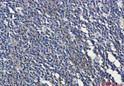 MHC class I antibody immunohistochemistry human tonsil STJA0035413