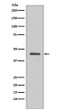 V5 tag antibody western blot fusion protein STJA0035426