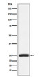 GRB2 antibody western blot HEK293 cells STJA0035475