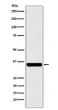 RRP42 antibody western blot Jurkat cells STJA0035498
