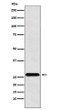HLA-DRB4 antibody western blot Raji cells STJA0035500