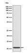 IL-8 antibody western blot recombinant protein lysates STJA0035507