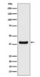 Erlin-2 antibody western blot HeLa lysates STJA0035521