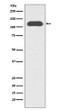 CD133 antibody western blot HT-29 lysates STJA0035528