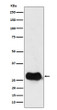 HLA DMB antibody western blot Raji cells STJA0035536