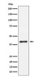 IL-15RA antibody western blot Raji cells STJA0035551