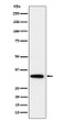 PPP6C antibody western blot HeLa lysates STJA0035559