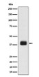 SR protein repeat antibody western blot K562 lysates STJA0035568