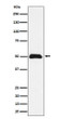 CCDC98 antibody western blot MCF7 cells STJA0035588