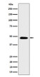 CSN4 antibody western blot SH-SY5Y STJA0035591