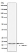 IL-1 beta antibody western blot RAW 2647 cells STJA0035593
