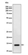 RNF7 antibody western blot HepG2 cells STJA0035602