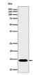 IL-22 antibody western blot Recombinant Human IL-22 STJA0035615
