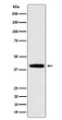SEC14L2 antibody western blot U87-MG STJA0035627