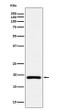 DUTPase antibody western blot Ramos cells STJA0035635