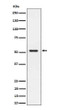 SEC62 antibody western blot HeLa lysates STJA0035648