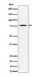 PSIP1 antibody western blot HeLa lysates STJA0035650