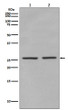 phospho-eIF4E Ser209 antibody western blot HEK293 mouse spleen STJA0035663