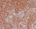 Phospho-eIF4E S209 antibody immunohistochemistry mouse kidney STJA0035663