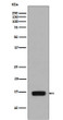 Phospho-Histone H2A antibody western blot Saccharomyces cerevisiae STJA0035665