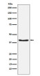 Phospho-PDHA1 antibody western blot 293T STJA0035679