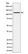 Phospho-JAK1 antibody western blot Ramos pervanadate STJA0035690