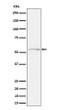 Phospho-Tau S214 antibody western blot mouse cerebral cortex STJA0035693