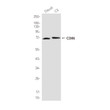 CD86 antibody western blot Daudi C6 cells STJA0035708