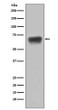 CD86 antibody western blot Raji cells STJA0035708