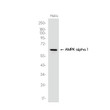 AMPK alpha 1 antibody western blot HeLa STJA0035712