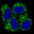 AMPK alpha 1 antibody immunofluorescence HeLa cells STJA0035712