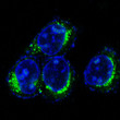 CD9 antibody immunofluorescence HeLa cells STJA0035713