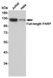 PARP1 antibody western blot Jurkat HeLa STJA0035714