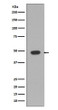 GFAP antibody western blot rat brain STJA0035721