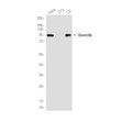 Dnmt3b antibody western blot HeLa 3T3 C6 STJA0035734