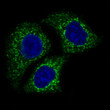AIF antibody immunofluorescence HeLa cells STJA0035741