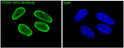 ATF2 antibody immunofluorescence HeLa cells STJA0035746