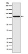 STAT5a antibody western blot A431 cells STJA0035753