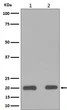 Bax antibody western blot HeLa RAW2647 lysates STJA0035756