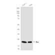 Bax antibody western blot THP-1 HeLa lysates STJA0035756