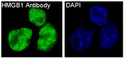HMGB1 antibody immunofluorescence SW48 cells STJA0035757
