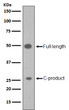 Sonic Hedgehog antibody western blot HepG2 lysates STJA0035764