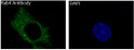 Rab4A antibody immunofluorescence HeLa cells STJA0035774