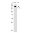Nrf2 antibody western blot mouse liver lysates STJA0035798