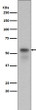 Phospho-Smad3 antibody western blot PC-12 lysates STJA0035799