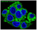 GRP78 BiP antibody immunofluorescence HepG2 STJA0035809