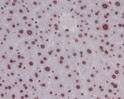 Phospho-Histone H3 S10 antibody immunohistochemistry mouse liver STJA0035817